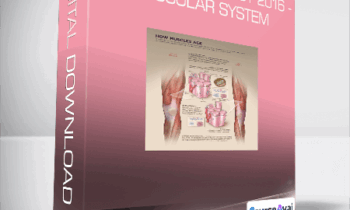 Rebuild Your Body 2016 - Muscular System