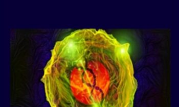 Smart Stem Cells - Sapien