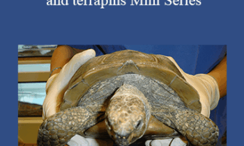 CPD - MS165 Tortoises
