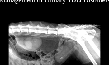 CPD - MS198 – Nutrition – A Corner Stone for Management of Urinary Tract Disorders