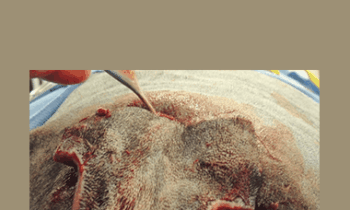 CPD - MS225 – GP Refresh- Surgery
