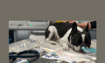 CPD - MS226 – GP Refresh- Anaesthesia