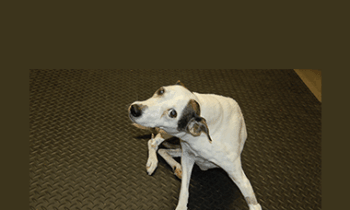 CPD - MS229 – GP Refresh – Neurology