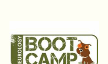 CPD - Neurology Boot Camp Option C