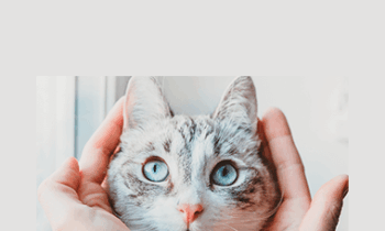 CPD - Neurology Mega Bundle