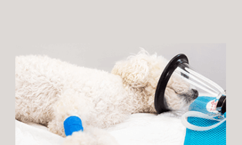 CPD - Nurses Anaesthesia Mega Bundle